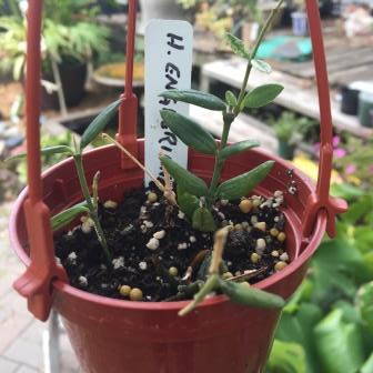 HOYA WAYETII SMALL ROOTED CUTTING/PLANT  IN 6-8 CM HANGING POT HOUSE PLANT 